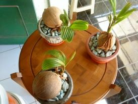 art of coco